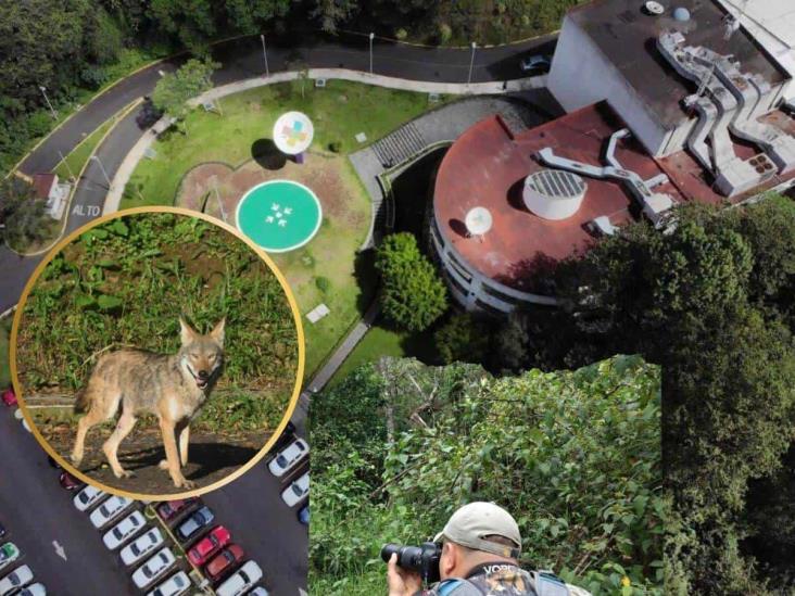 Coyote del Cerro de la Galaxia, en Xalapa, ya fue trasladado a una UMA