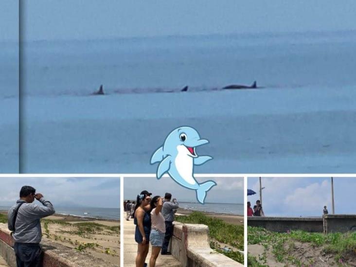 Coatzacoalcos disfruta del avistamiento de delfines en el Malecón