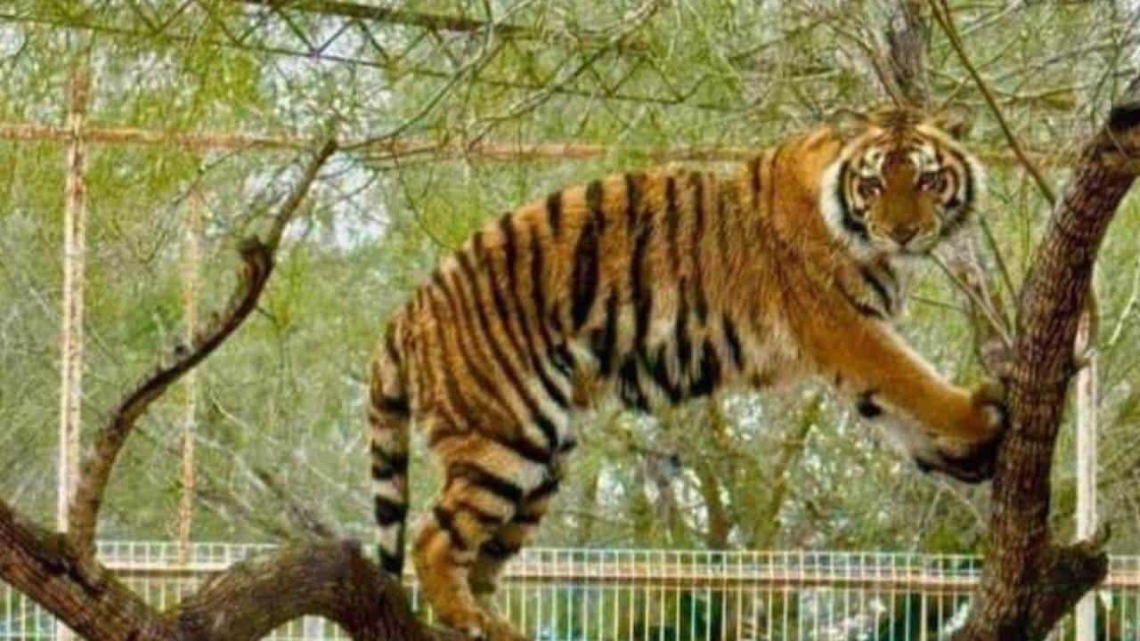 ¡Alerta máxima en Tamaulipas! escapa tigre de un zoólógico