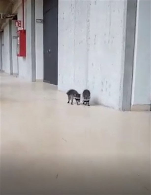 Mapaches asisten a clases en la UNAM y se vuelven virales | VIDEO