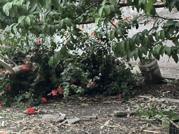 Vecinos exigen retiro de árbol caído y limpieza en la colonia Virgilio Uribe