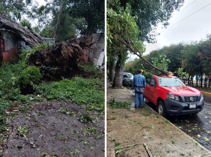 Por fuerte viento, reportan caída de árboles en varias colonias de Xalapa