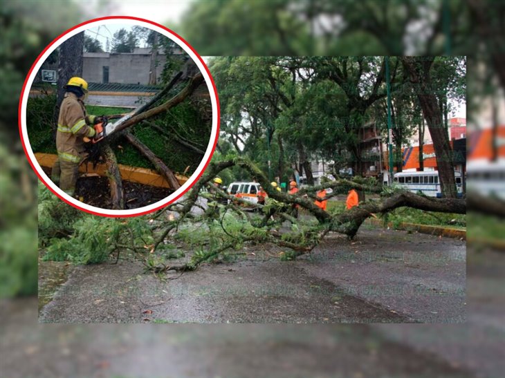 Por nortazo van 50 árboles caídos y 9 colonias sin luz en Xalapa 