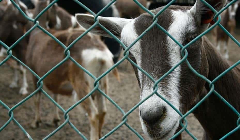 Por esta razón buscan incrementar la producción en México de leche de cabra