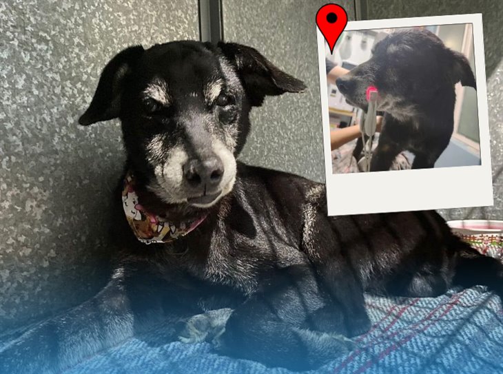 Perrito rescatado en derrumbe de Xalapa busca hogar; así puedes adoptarlo