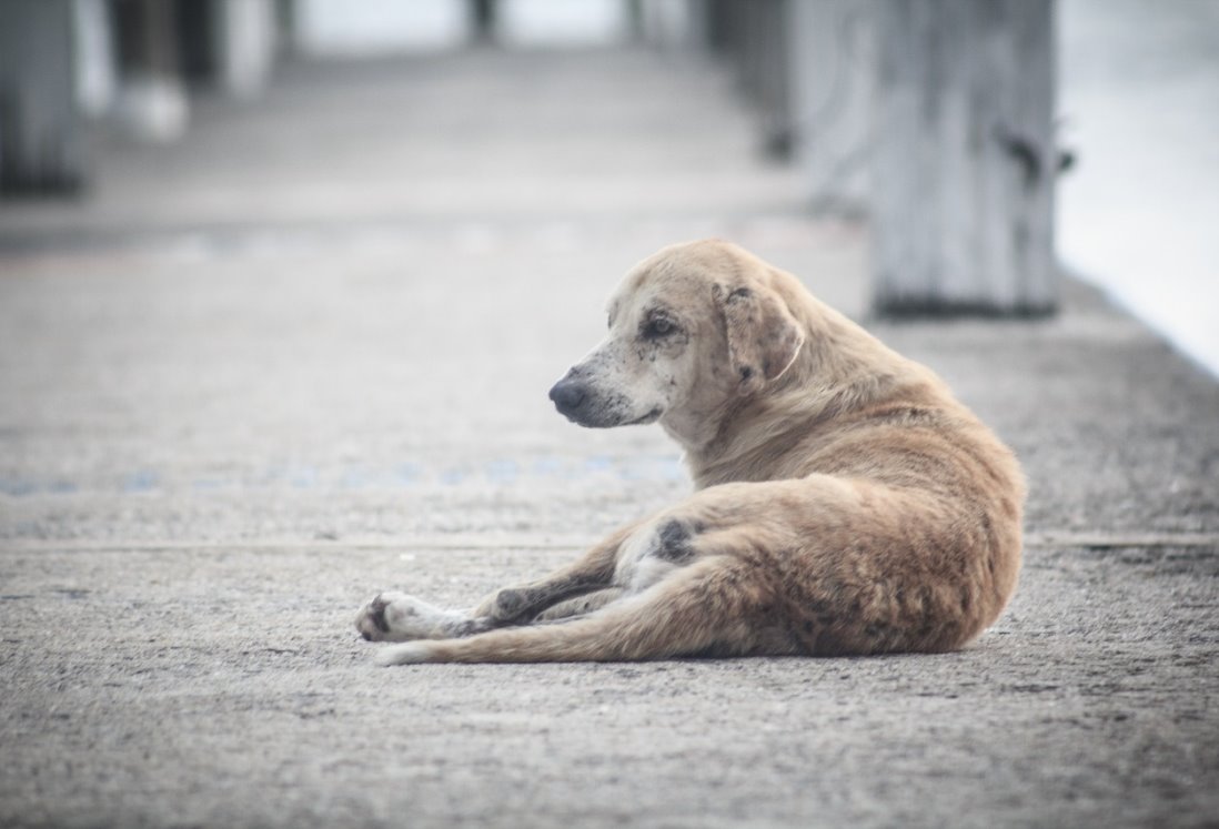 Crecen los casos de perros atropellados y perdidos en Veracruz por irresponsabilidad de sus dueños