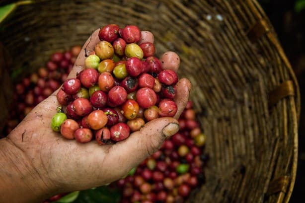 La búsqueda de Nestlé para combatir las plagas del café