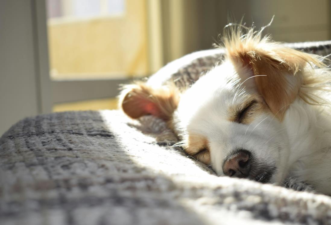 Estas son 5 formas de proteger a tu mascota durante el calor extremo en Veracruz