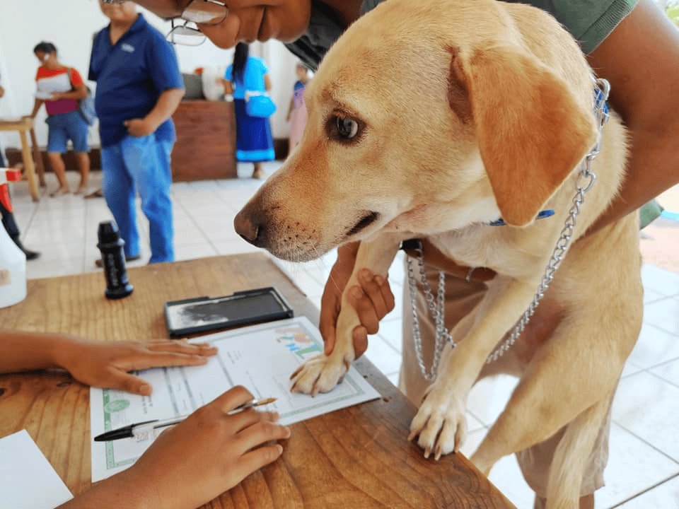 Así puedes registrar a tu mascota en el Registro Civil de Veracruz sin costo alguno